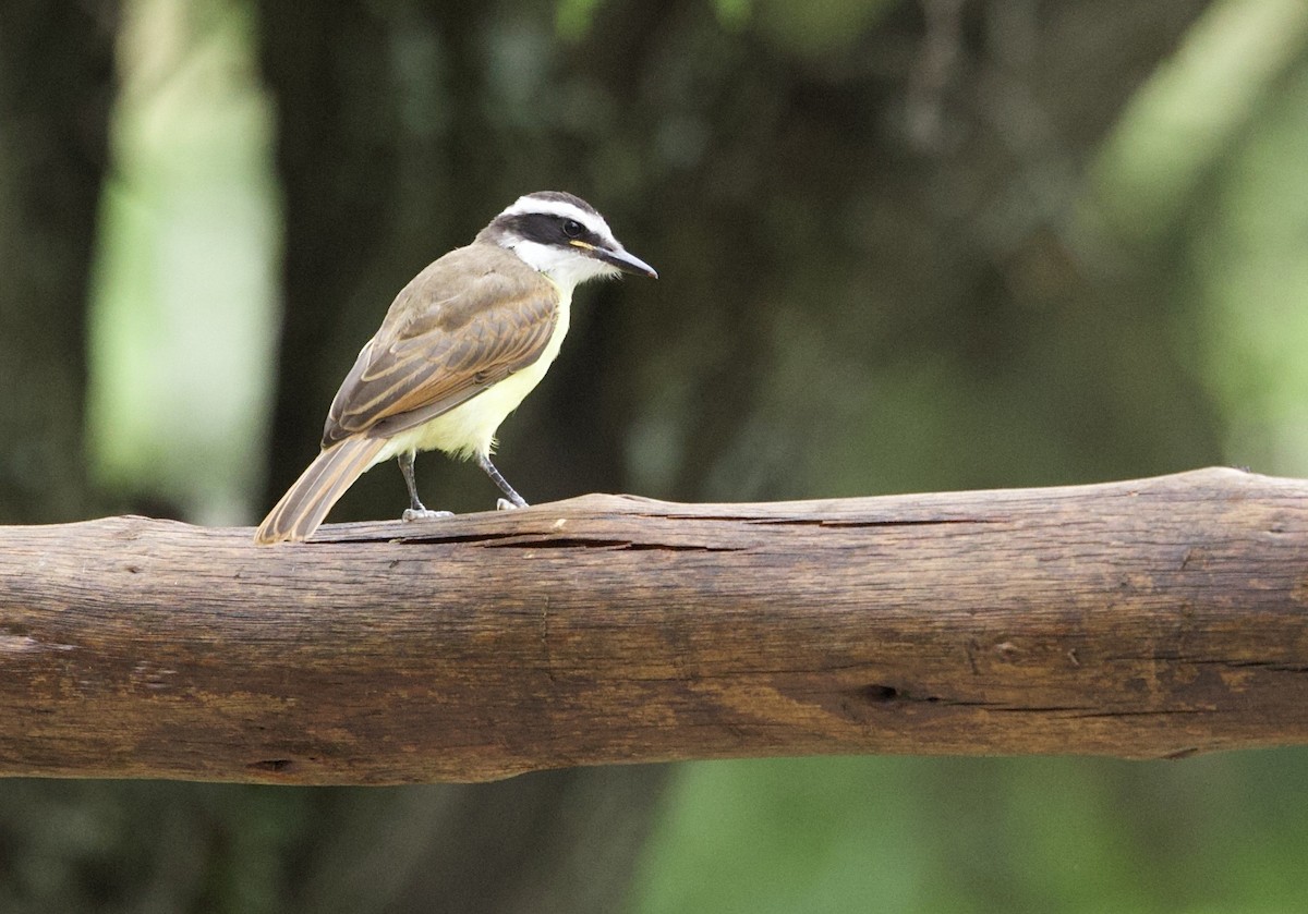 Great Kiskadee - ML646799759