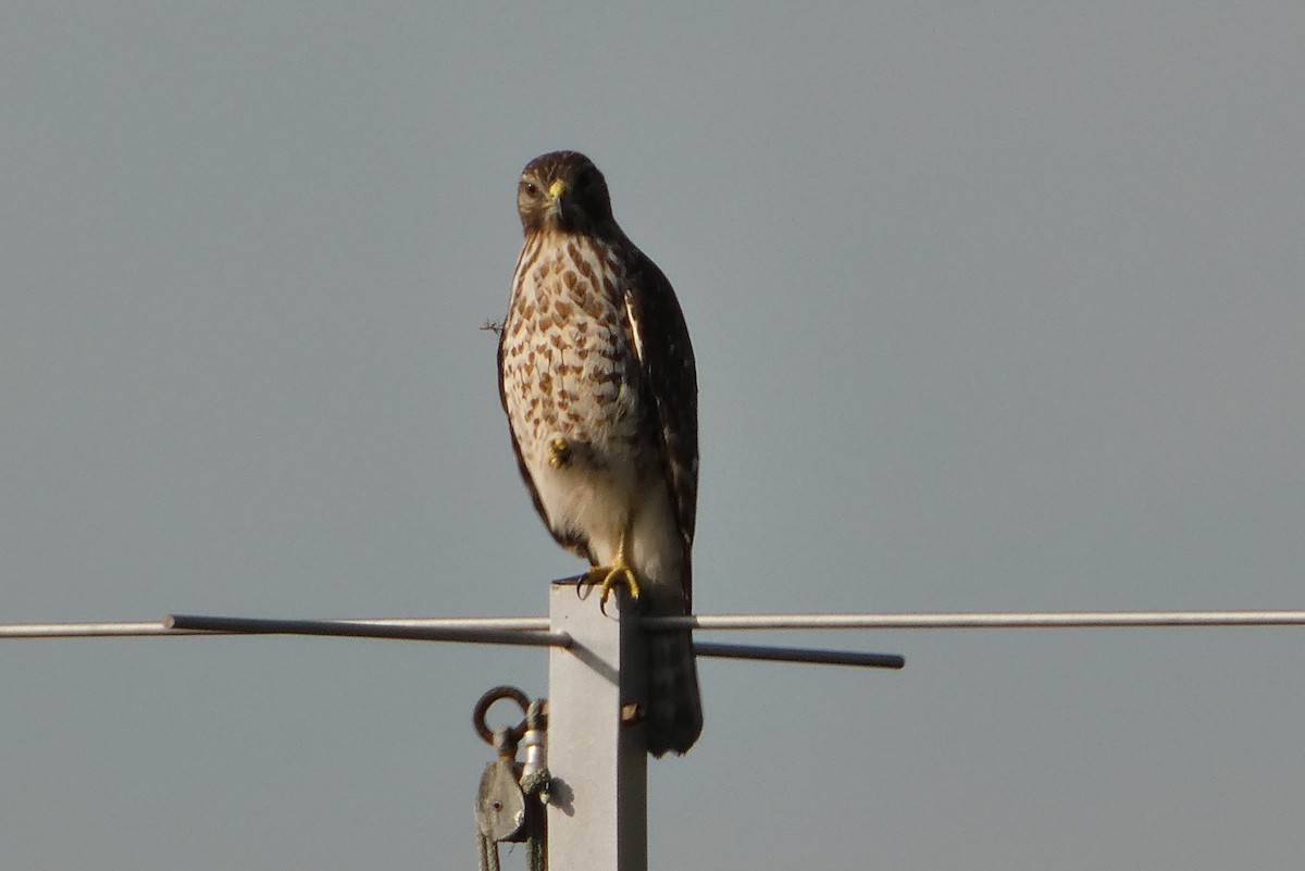 Red-shouldered Hawk - ML646799761