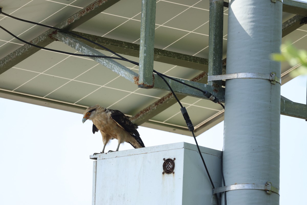 Sarı Başlı Karakara - ML646799765