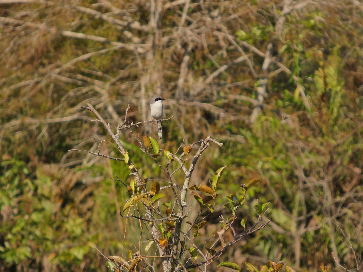 Loggerhead Shrike - ML646799767