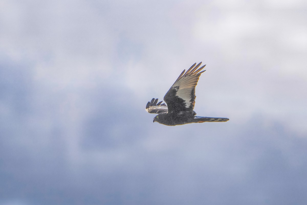 Black Harrier - ML646799769