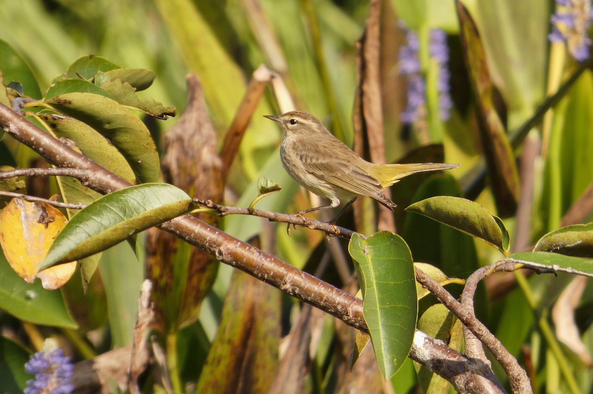 Palm Warbler - ML646799772