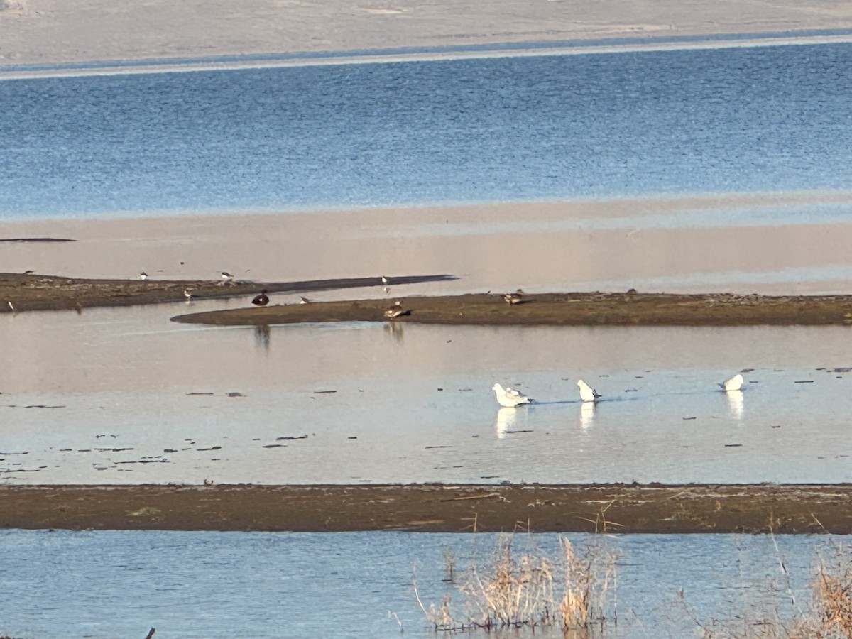 Canard pilet - ML646799773