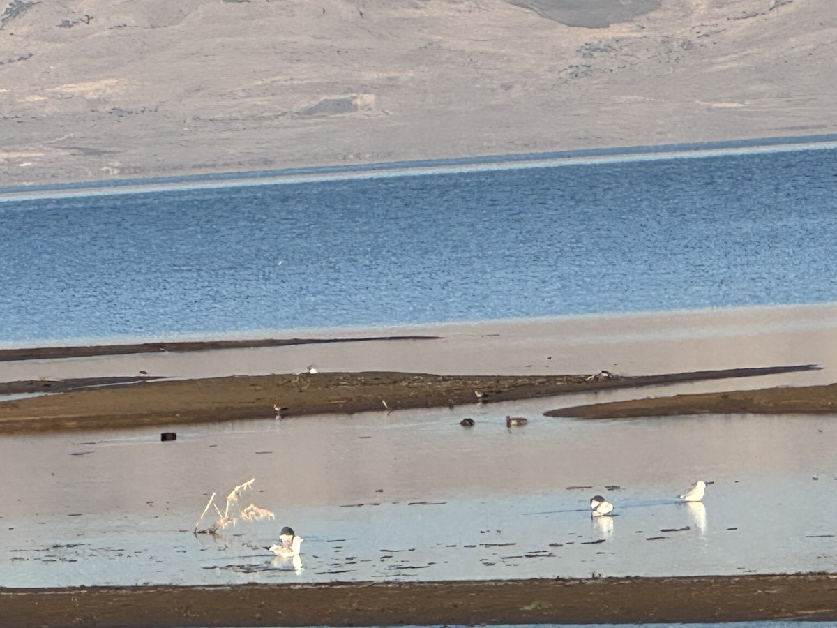 Canard pilet - ML646799774