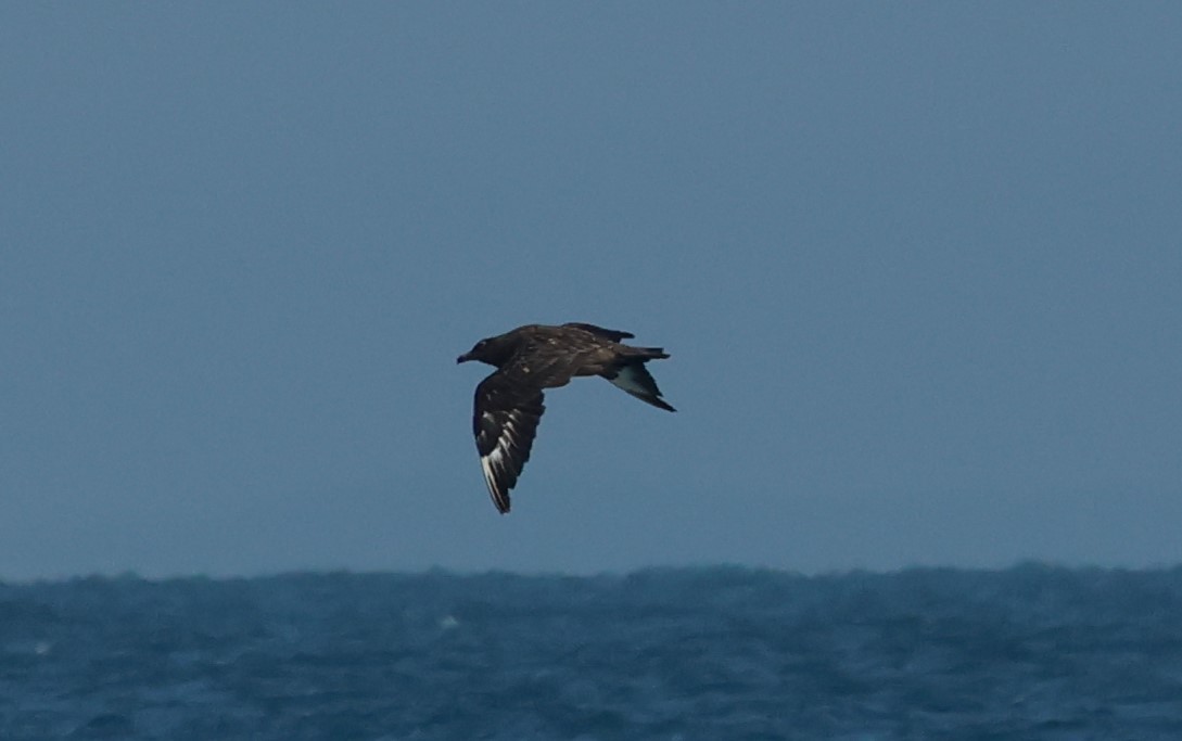 Great Skua - ML646799775