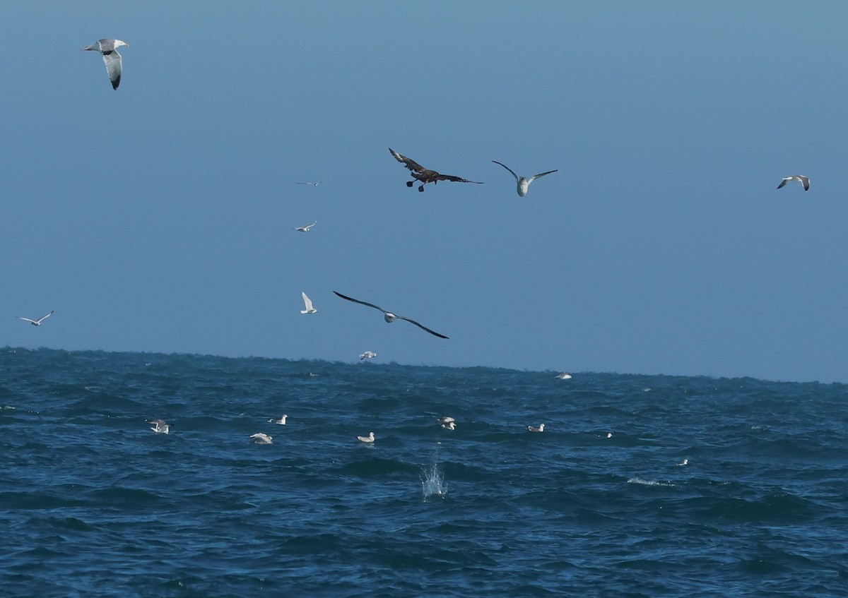 Great Skua - ML646799776