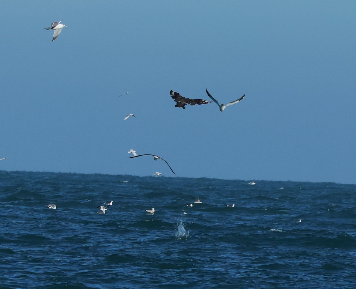 Great Skua - ML646799777