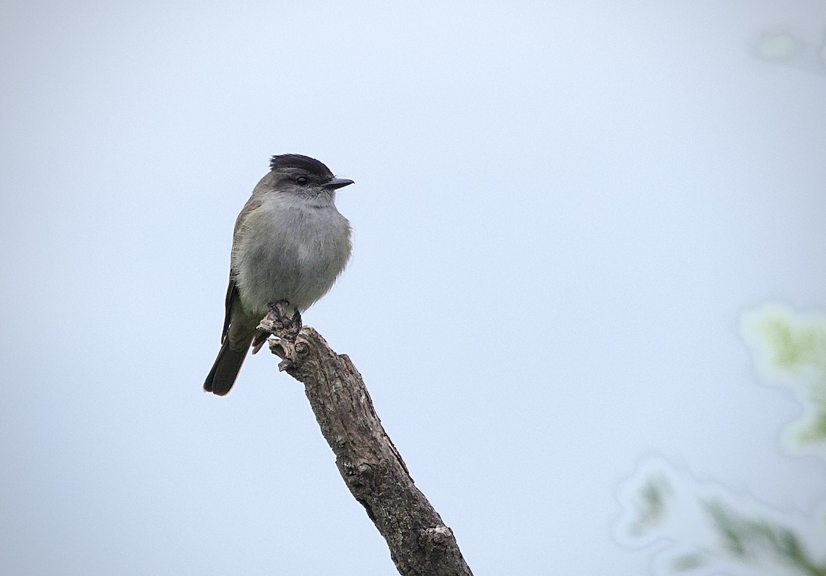 Crowned Slaty Flycatcher - ML646799778