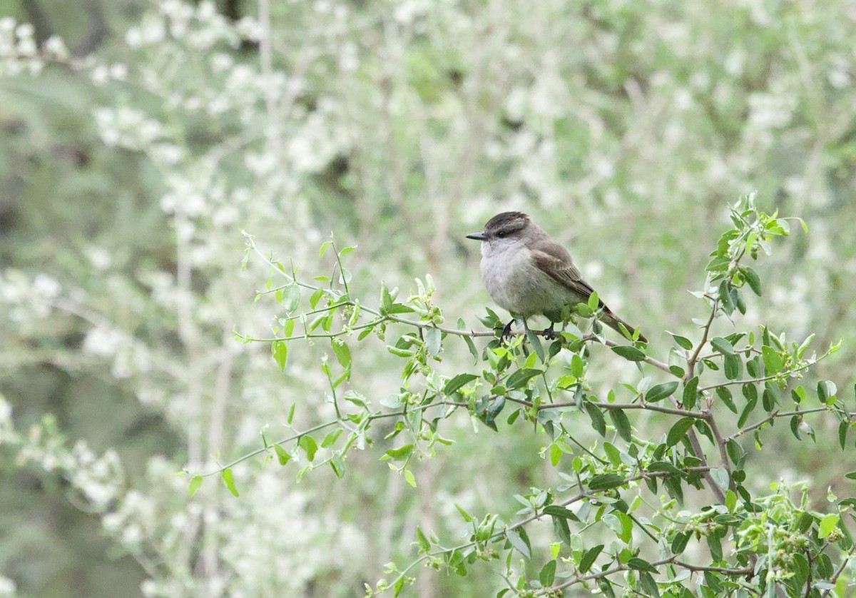 Crowned Slaty Flycatcher - ML646799779