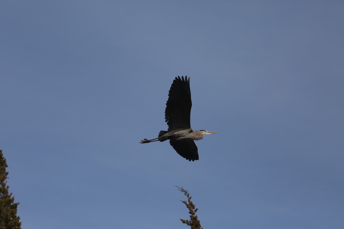 Great Blue Heron (Great Blue) - ML646799780