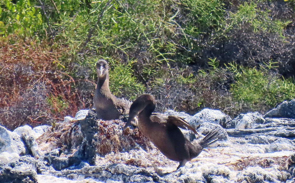 ガラパゴスバネウ - ML646799782