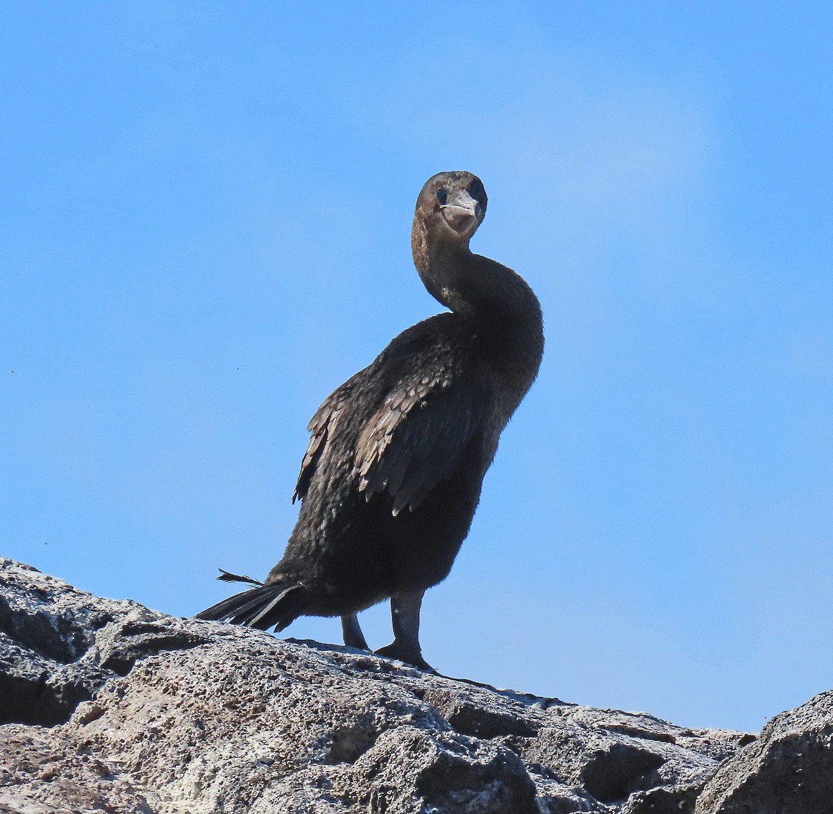 ガラパゴスバネウ - ML646799783