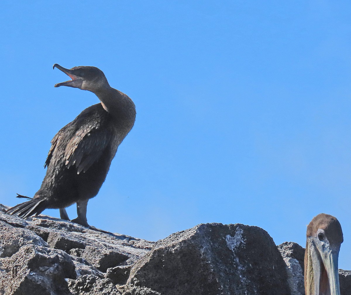 ガラパゴスバネウ - ML646799784