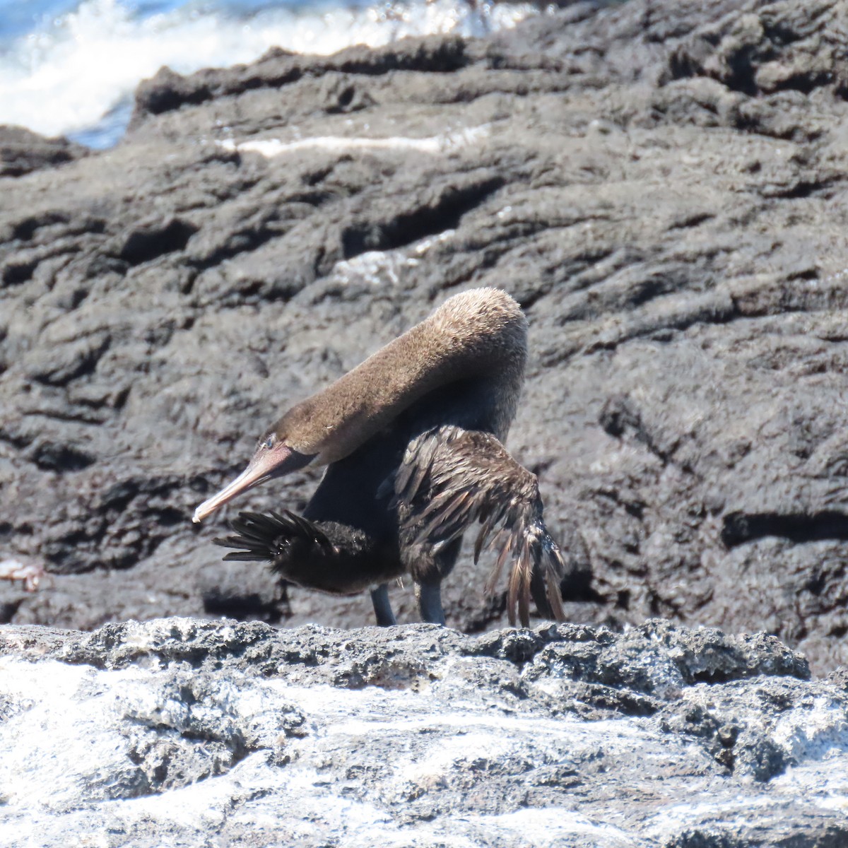 ガラパゴスバネウ - ML646799785