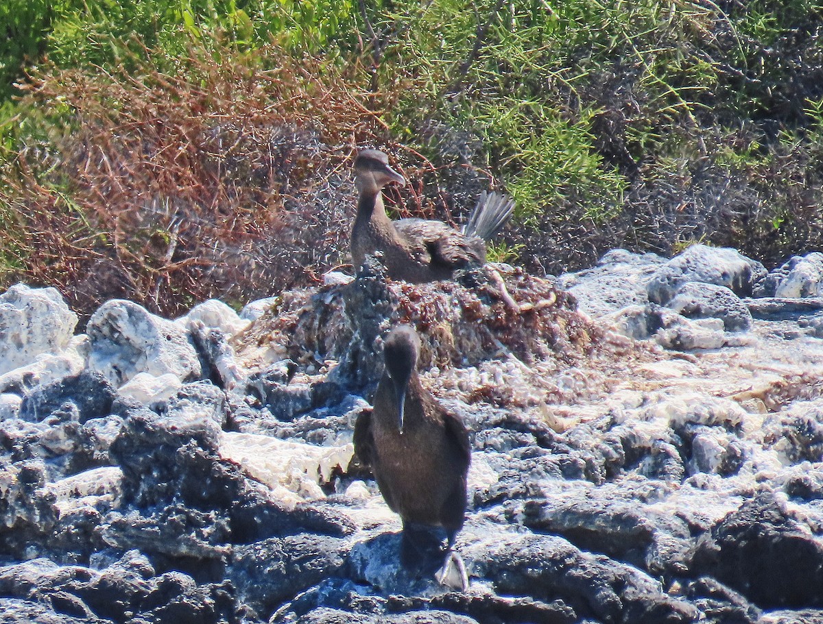 ガラパゴスバネウ - ML646799786