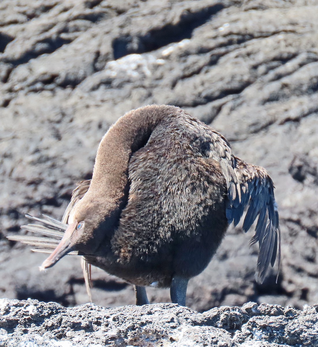 ガラパゴスバネウ - ML646799787