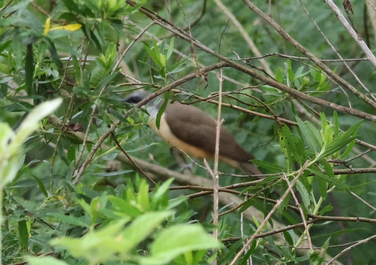 Dark-billed Cuckoo - ML646799792