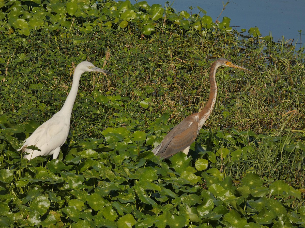 Tricolored Heron - ML646799793