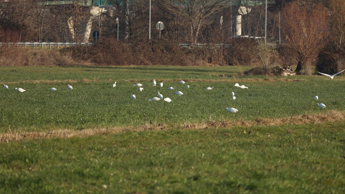 Western Cattle-Egret - ML646799798