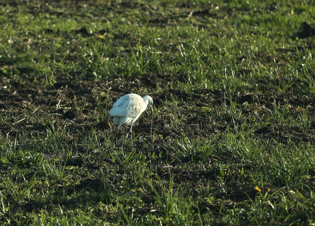Western Cattle-Egret - ML646799799