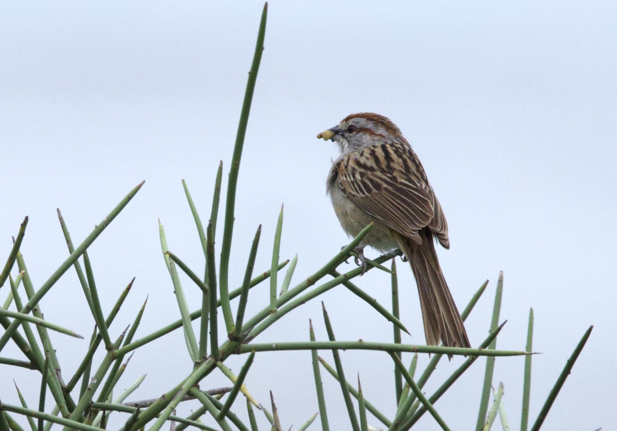 Chaco Sparrow - ML646799800