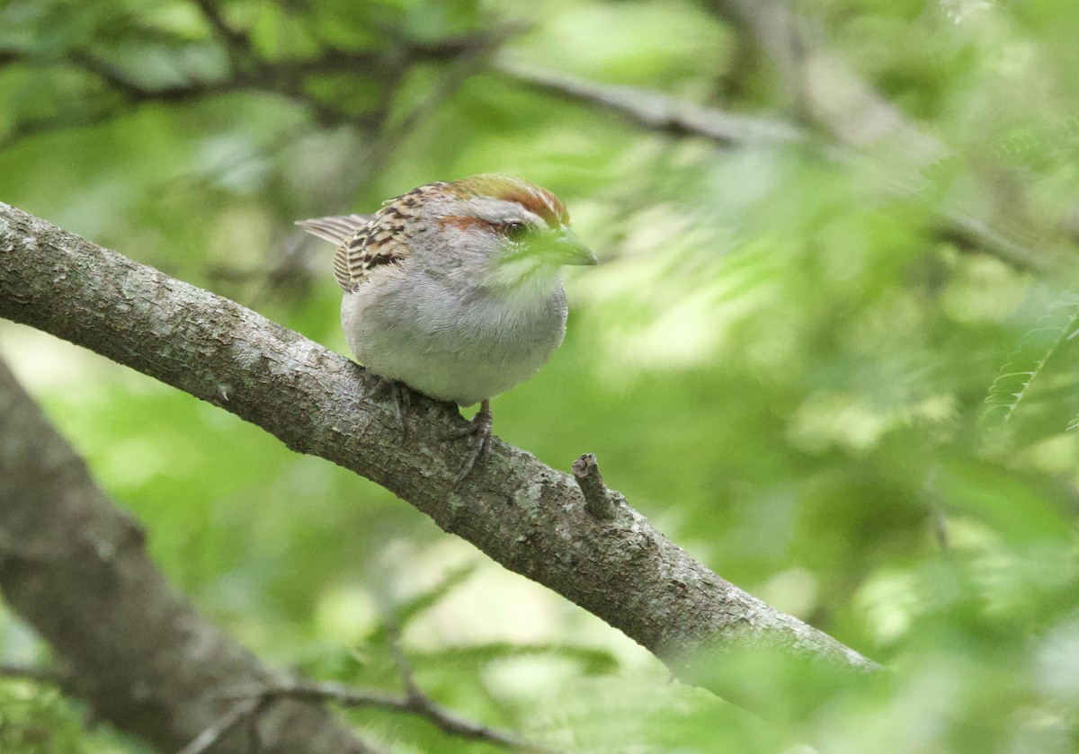 Chaco Sparrow - ML646799801