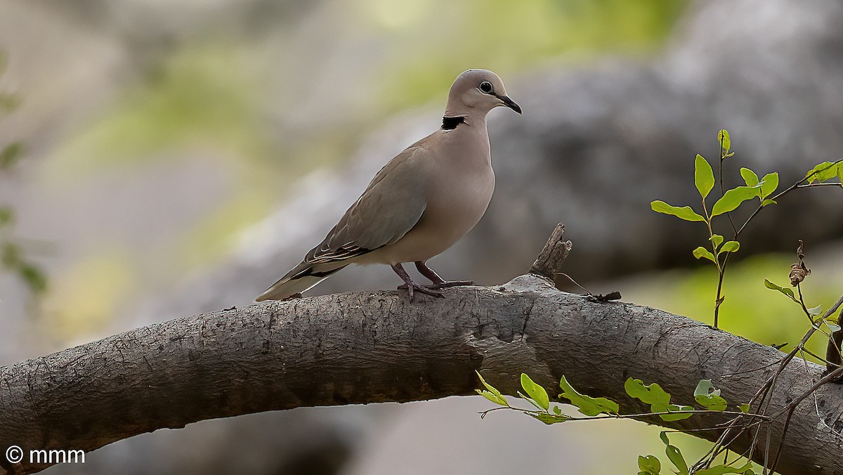 Vinaceous Dove - ML646799802