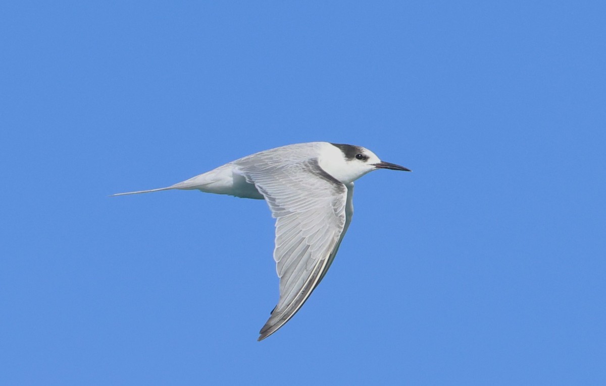 rybák obecný - ML646799803