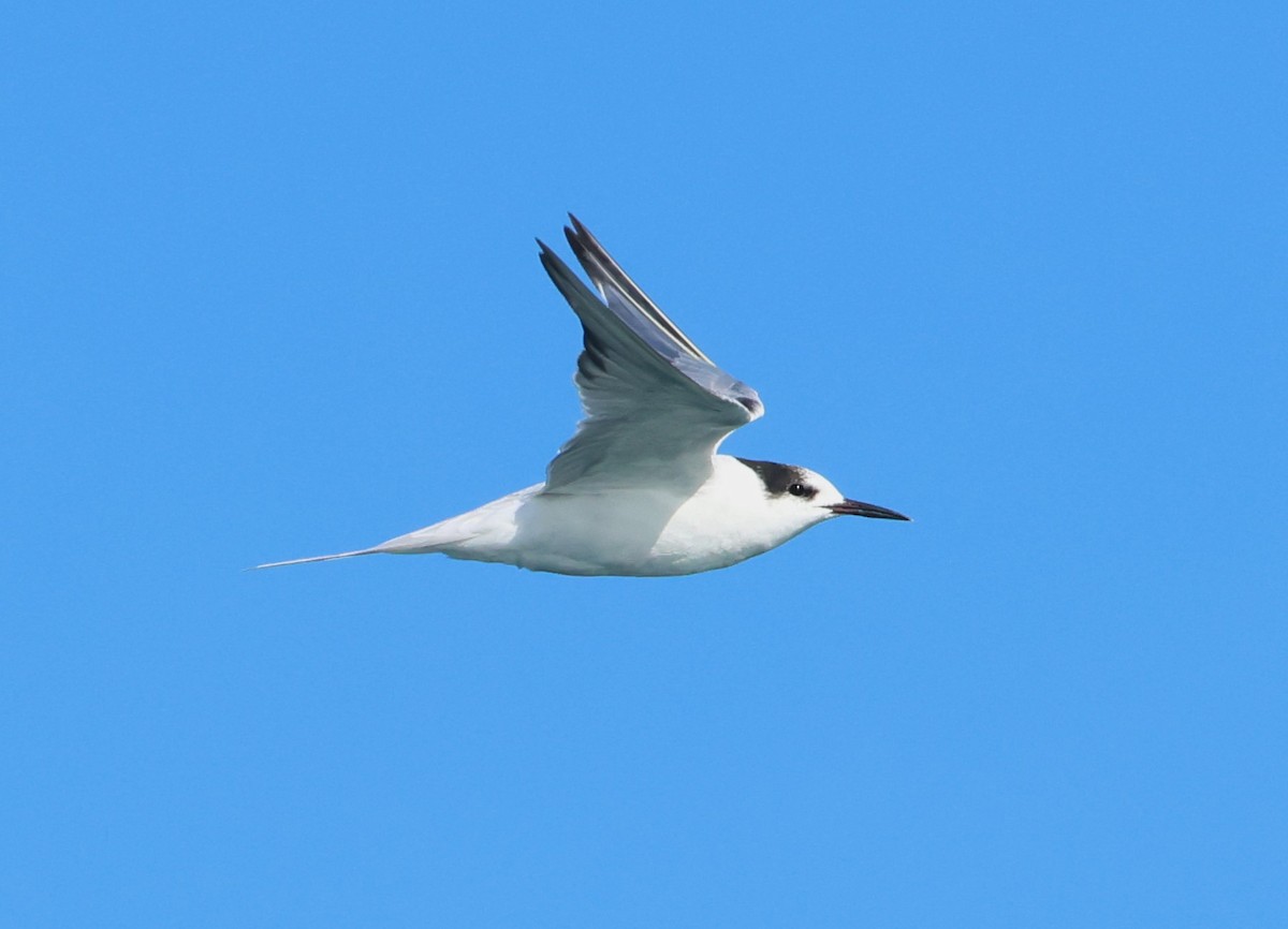 rybák obecný - ML646799804