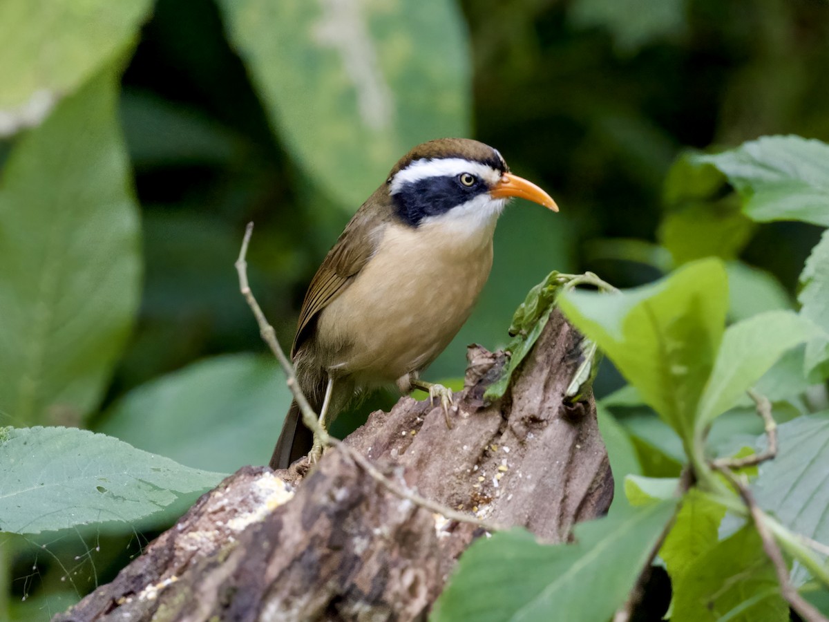 Brown-crowned Scimitar-Babbler (Phayre's) - ML646799805