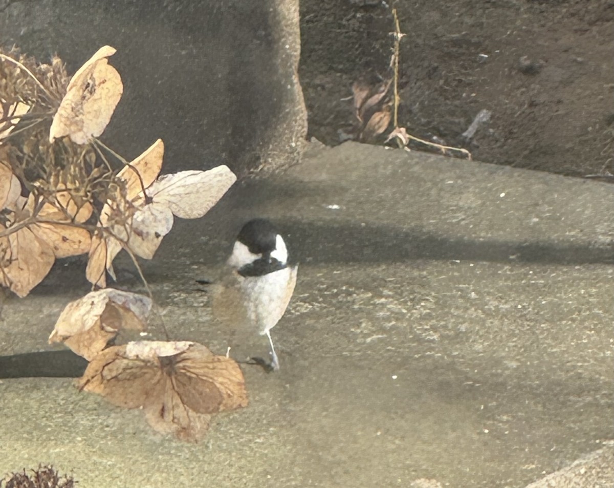 Black-capped Chickadee - ML646799807