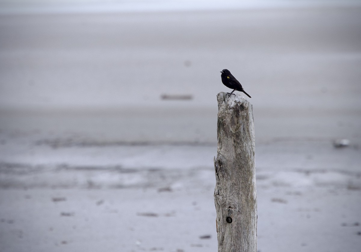 Yellow-winged Blackbird - ML646799808