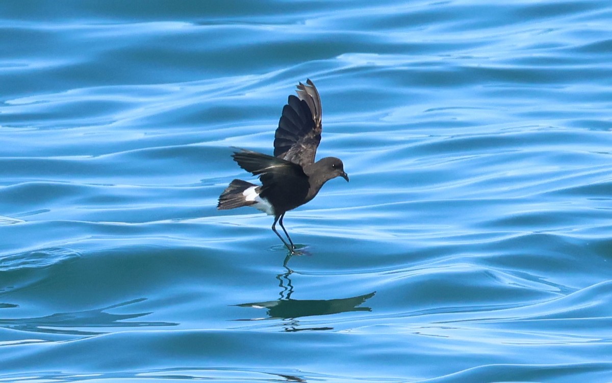 Wilson's Storm-Petrel - ML646799810
