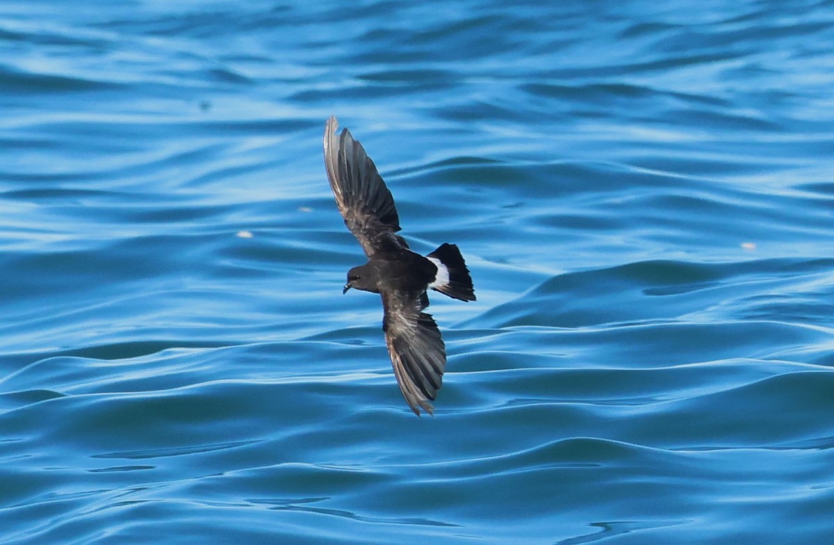 Wilson's Storm-Petrel - ML646799811