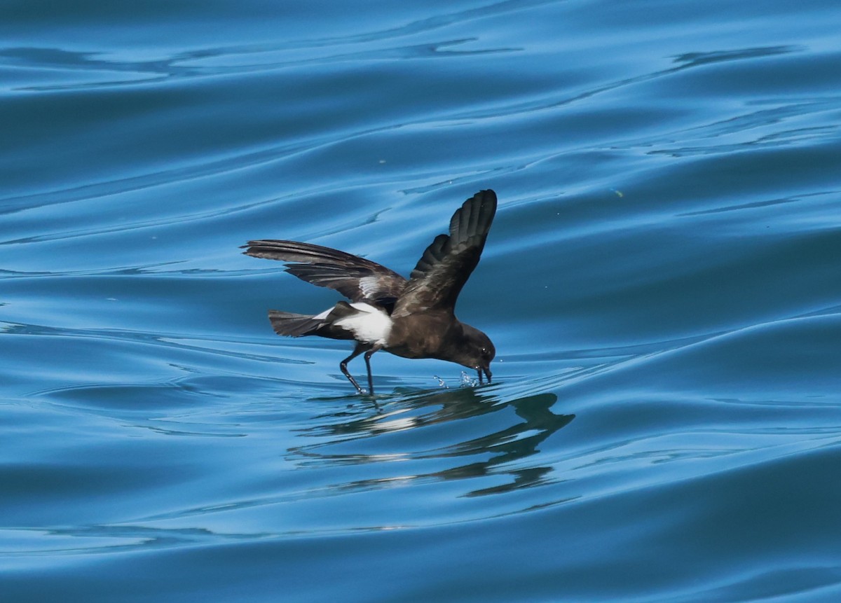 Wilson's Storm-Petrel - ML646799812