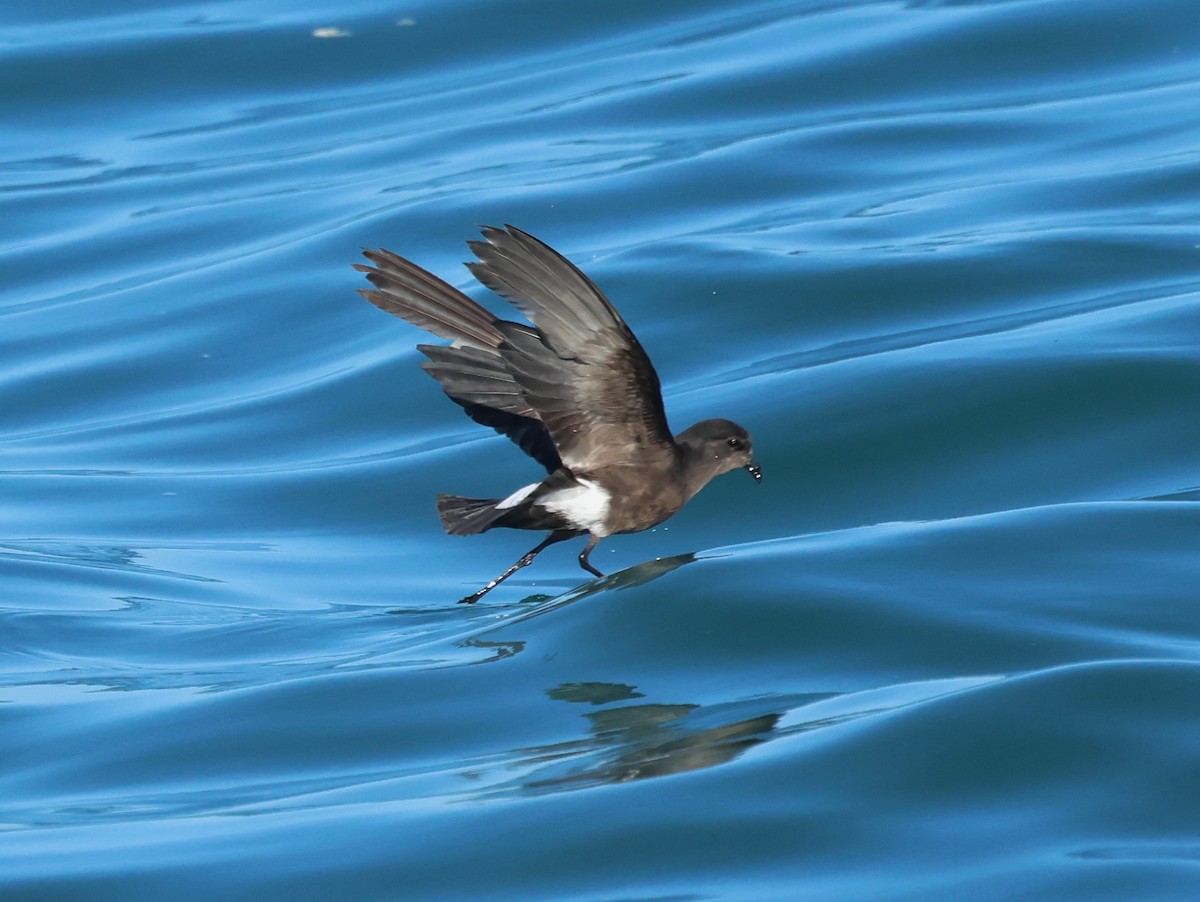 Wilson's Storm-Petrel - ML646799813