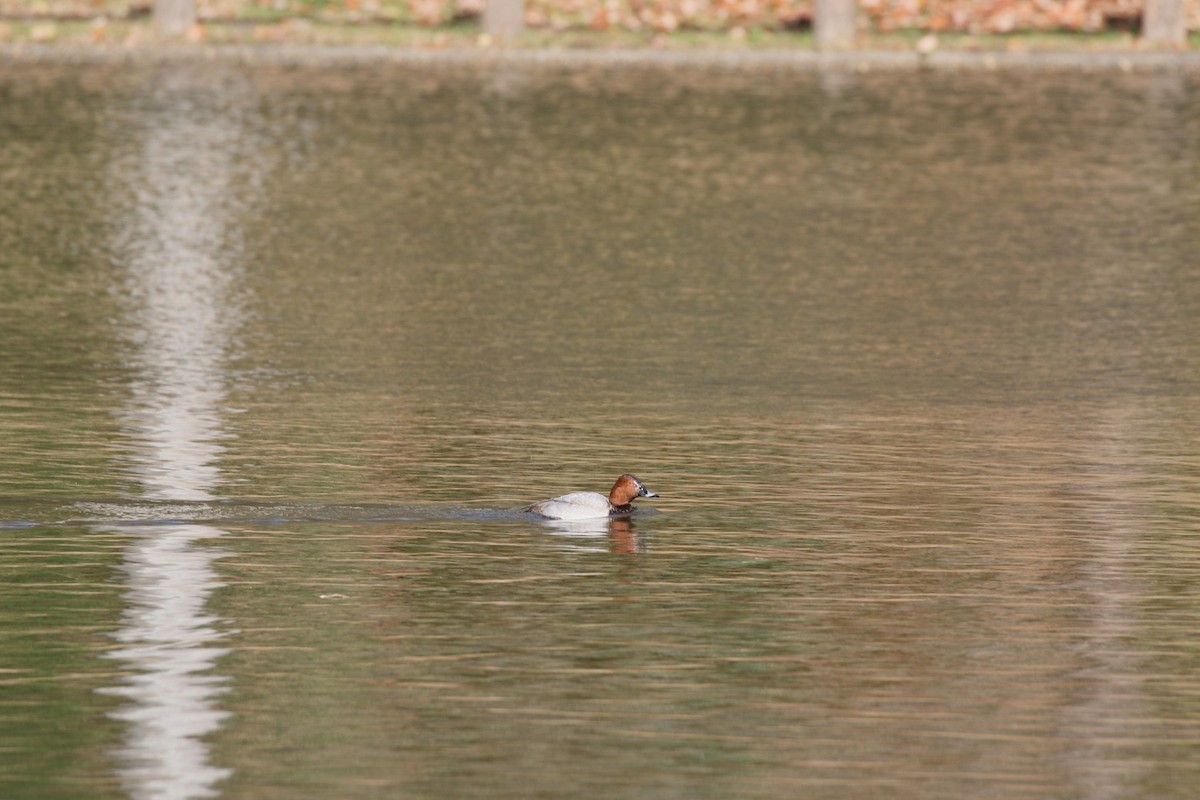 taffeland - ML646799814