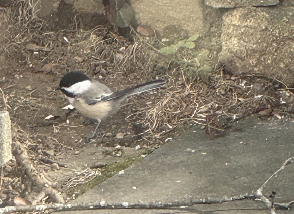 Black-capped Chickadee - ML646799815