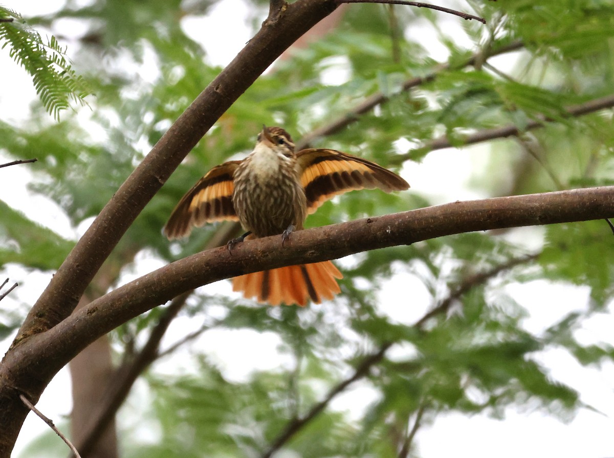 Streaked Xenops - ML646799819