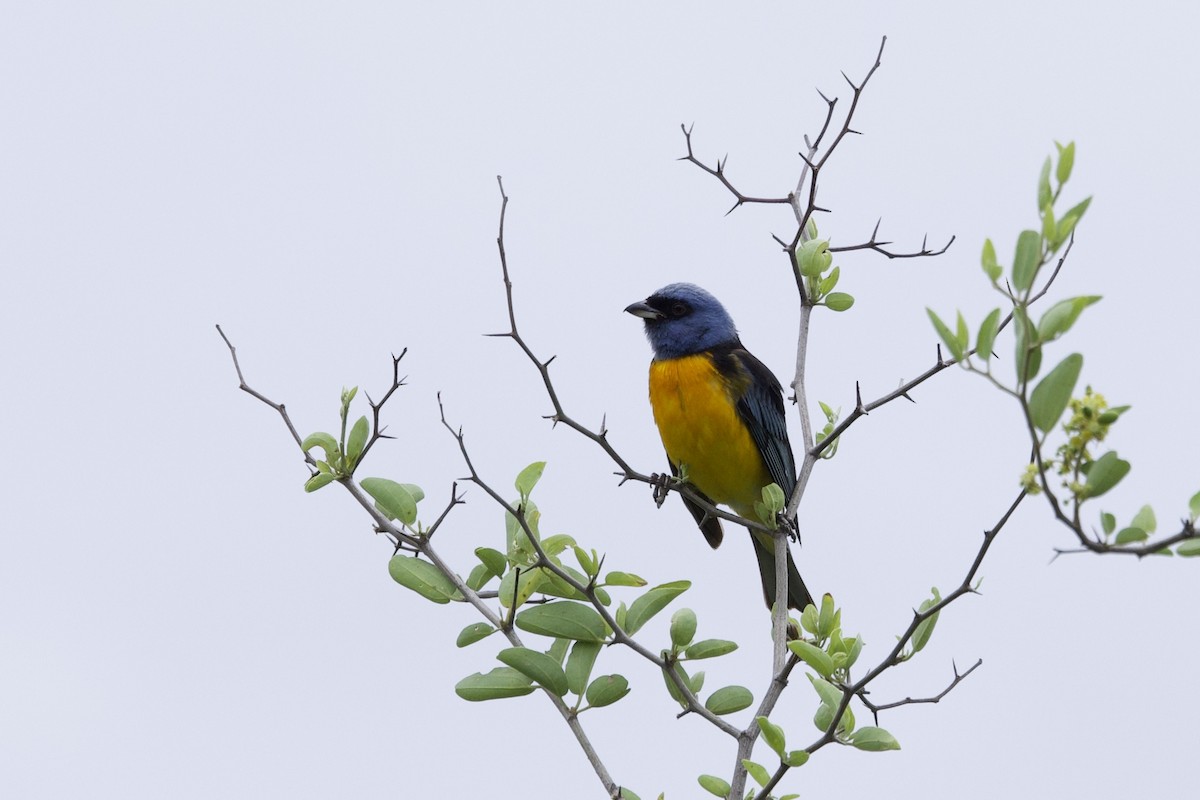 Blue-and-yellow Tanager - ML646799821