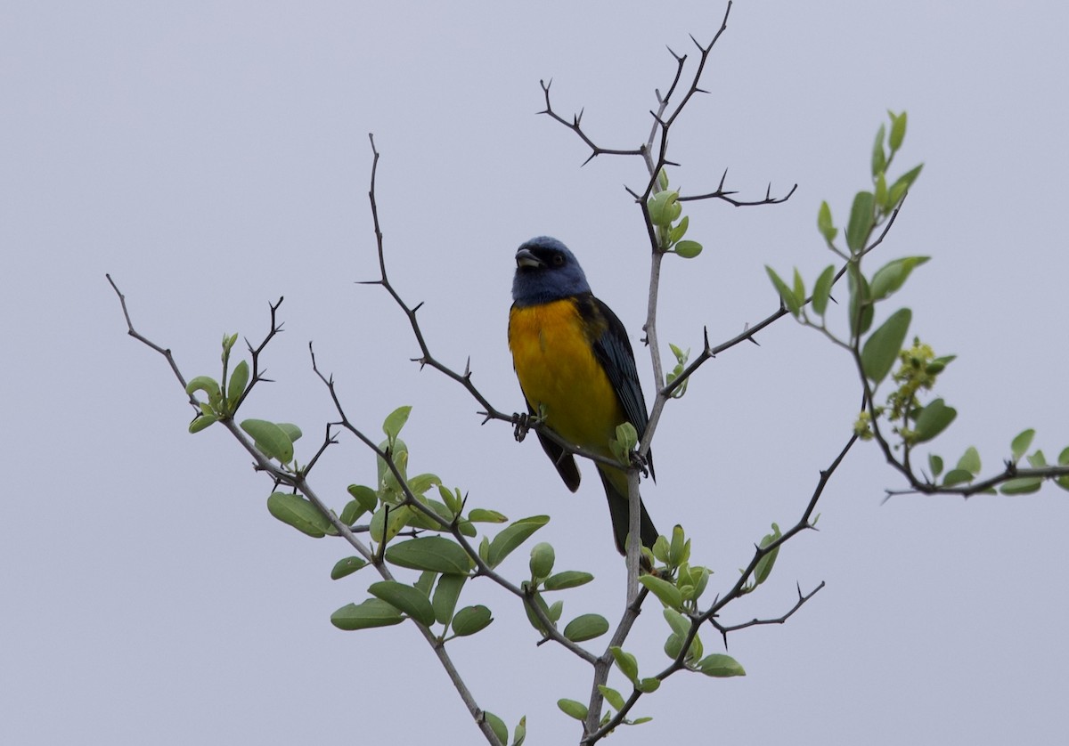Blue-and-yellow Tanager - ML646799822