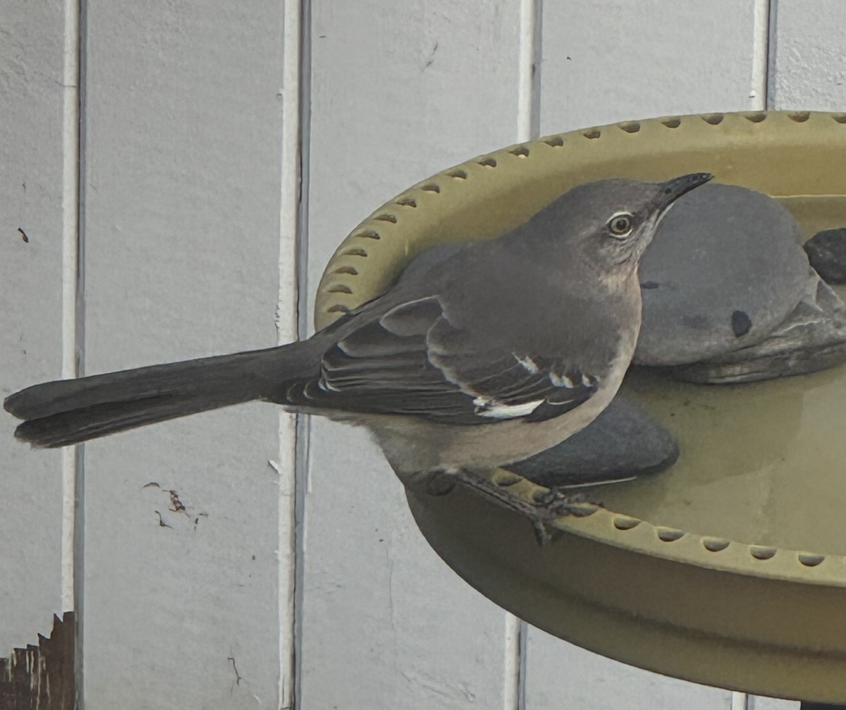 Многоголосый пересмешник - ML646799823