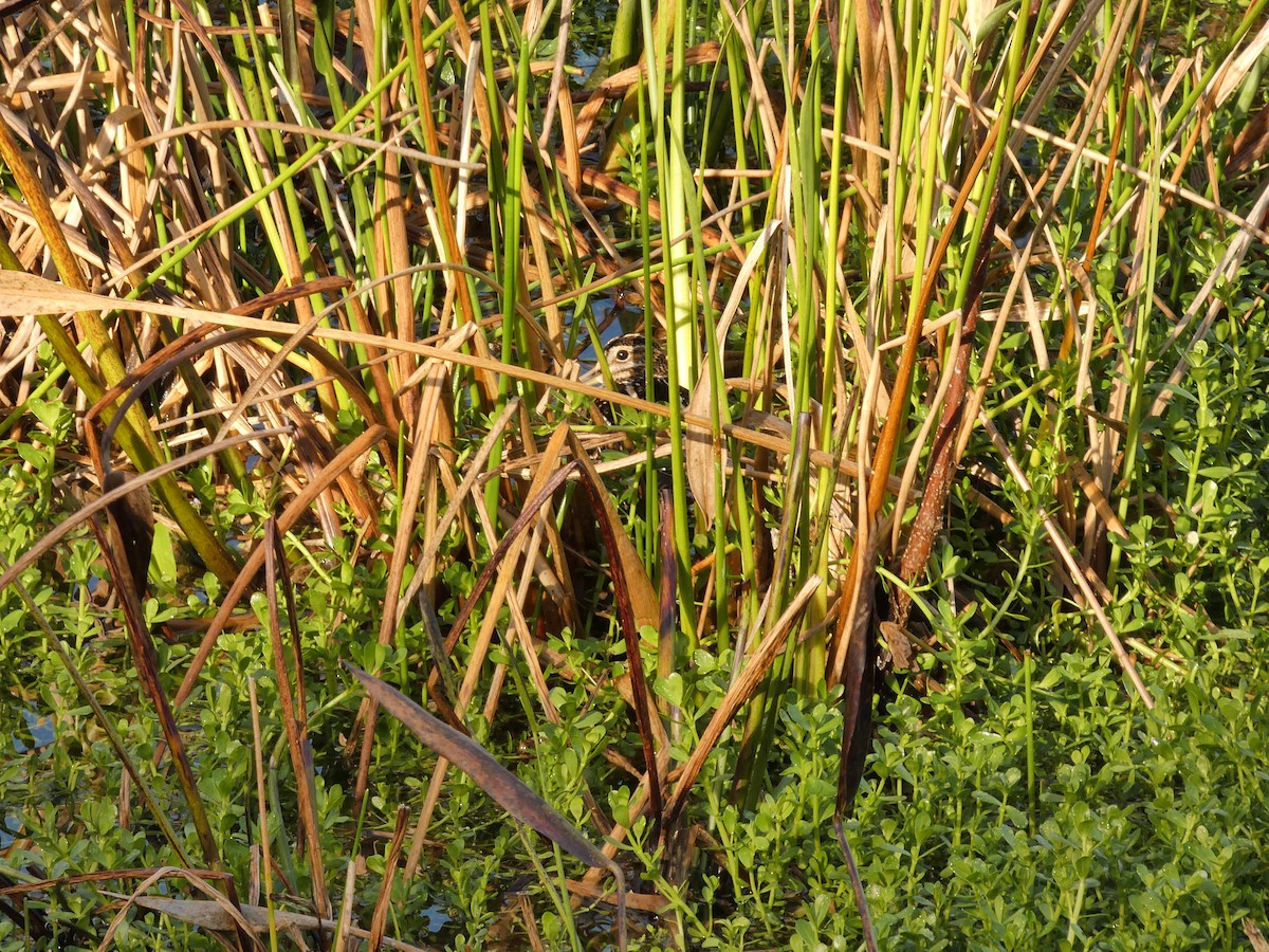 Wilson's Snipe - ML646799824