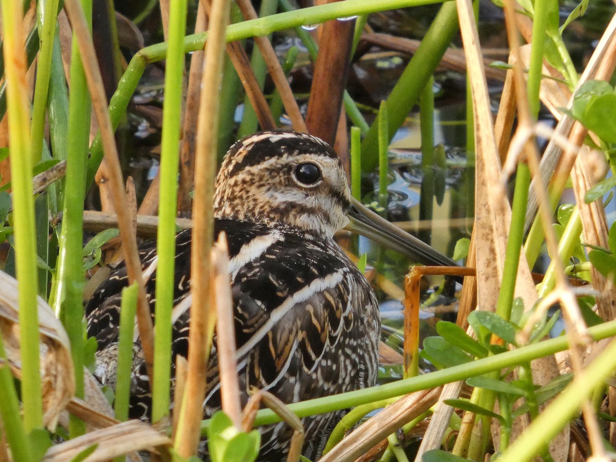 Wilson's Snipe - ML646799825