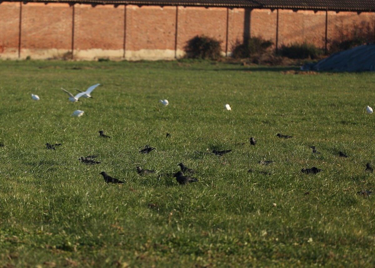 Eurasian Jackdaw - ML646799830