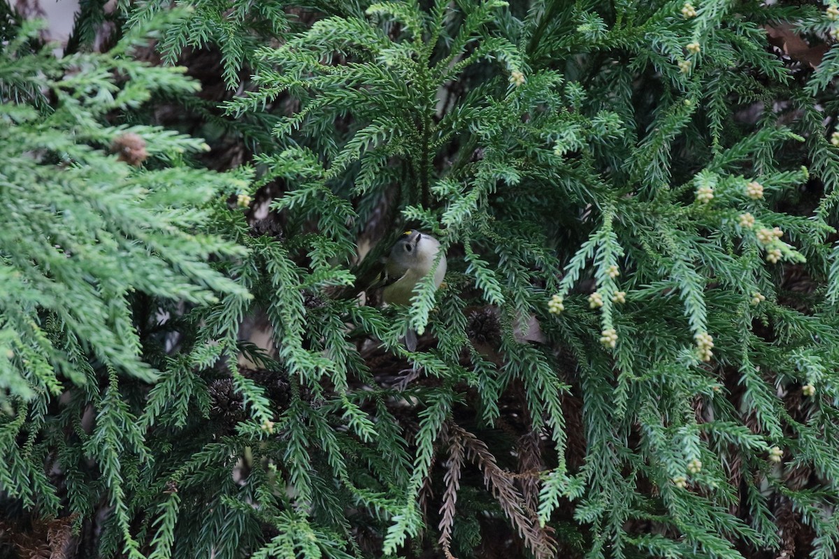 fuglekonge - ML646799831