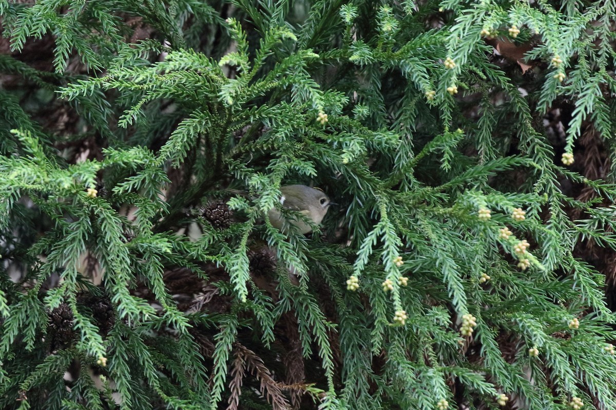 fuglekonge - ML646799832