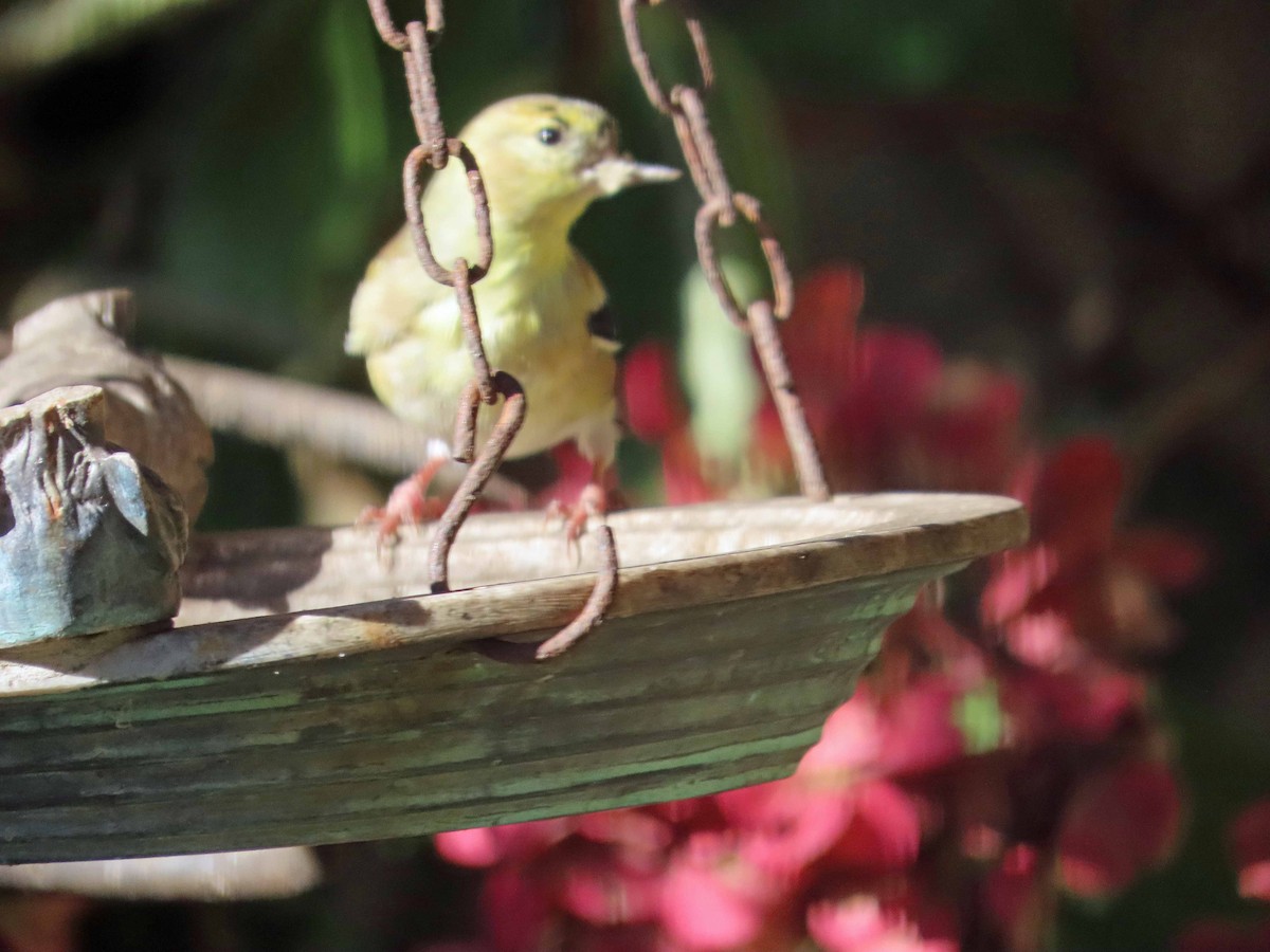 American Goldfinch - ML646799834