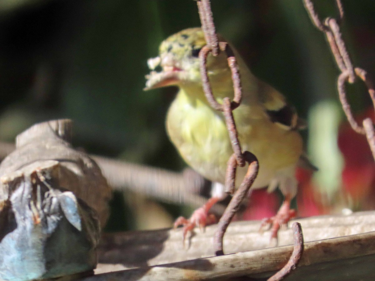 American Goldfinch - ML646799835
