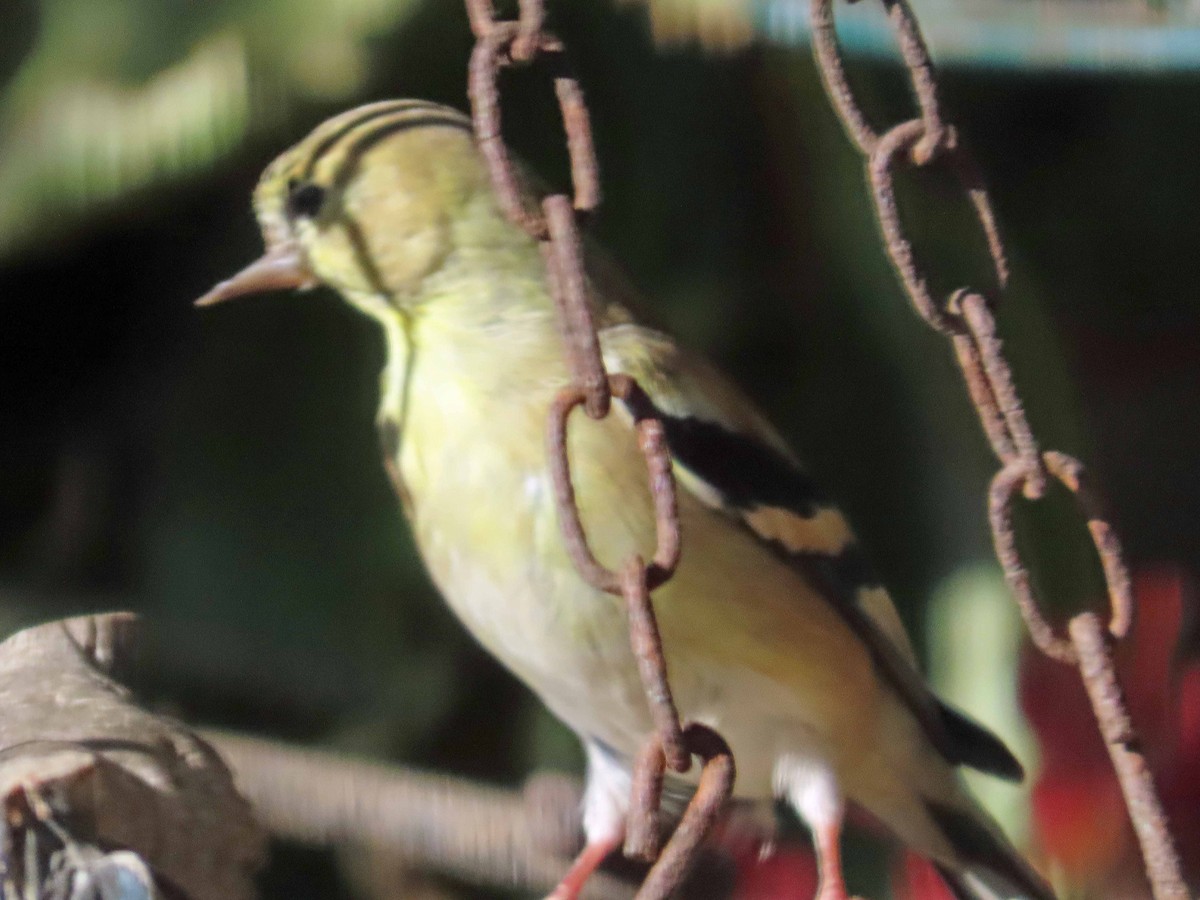 American Goldfinch - ML646799836